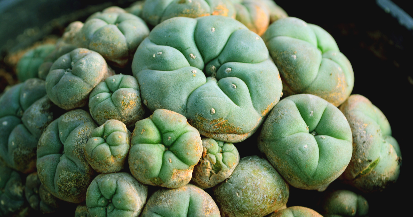 Peyote in native american rituals