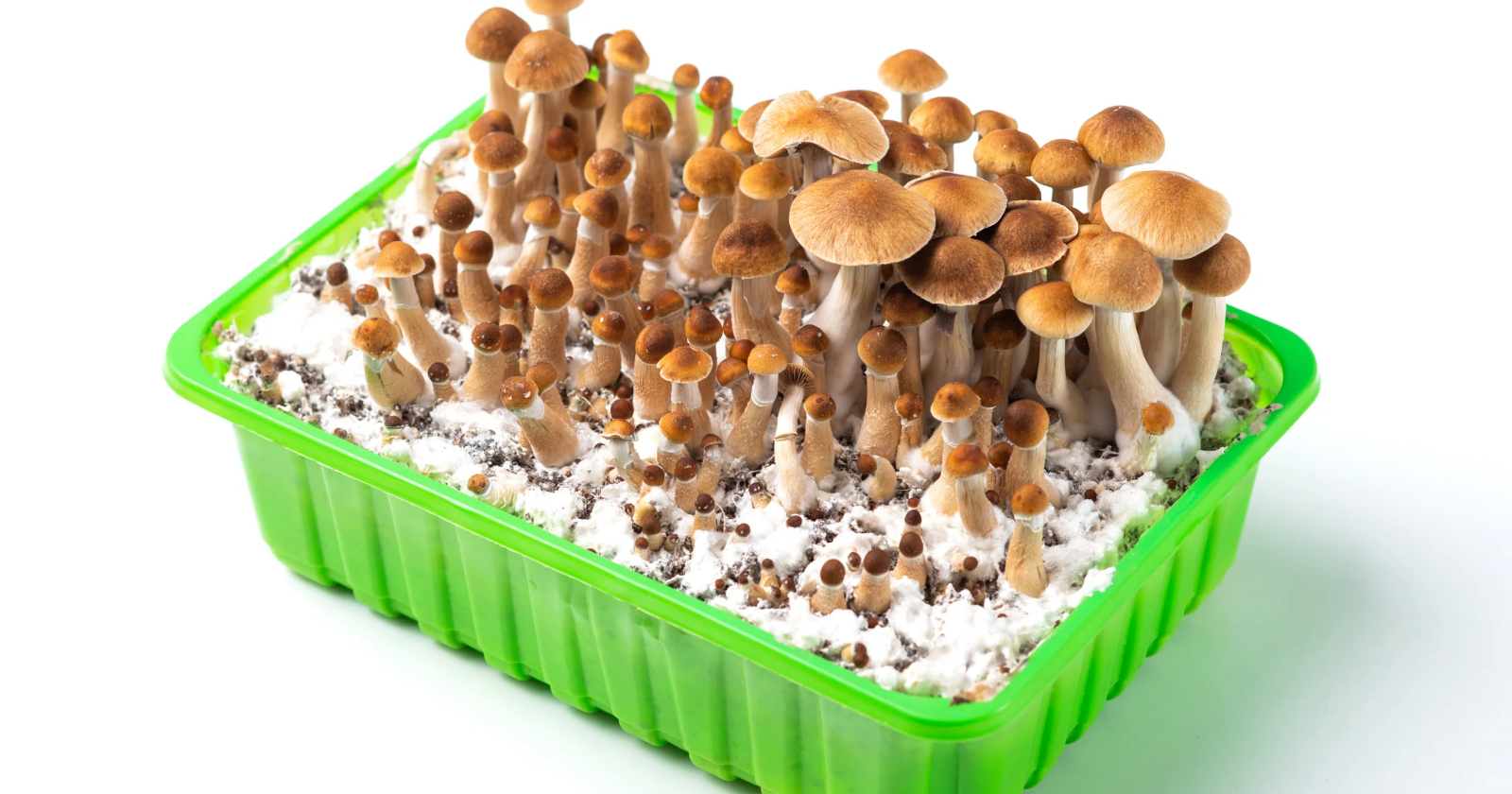 Growing psychedelic mushrooms